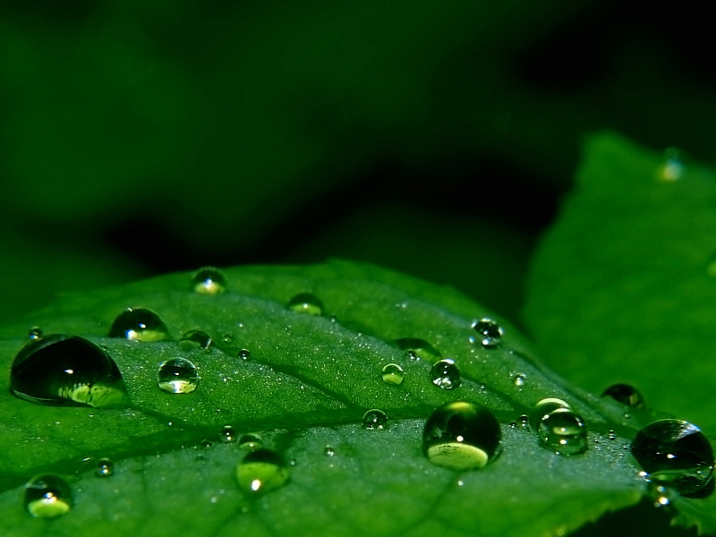 Wet Leaf