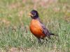 American Robin2