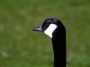 Canadian Goose Portrait