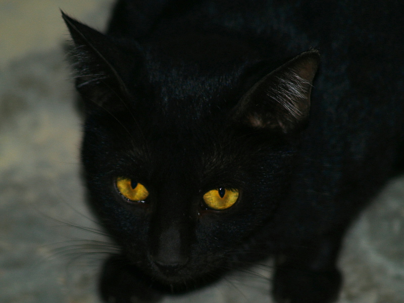 Cateyes