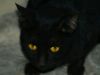 Cateyes by syed noman