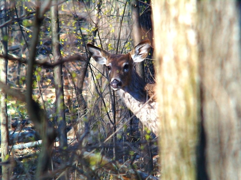 Hide & Seek, But i can see you now