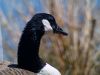 Canadian Goose2 by syed noman