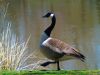 Canadian Goose3(Proud Walk)