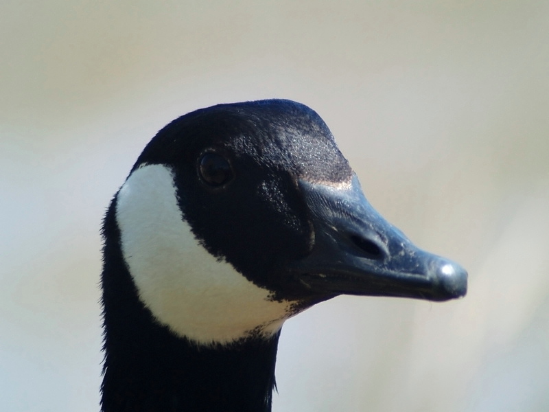 Goose Portrait1