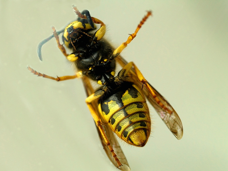 Wasp