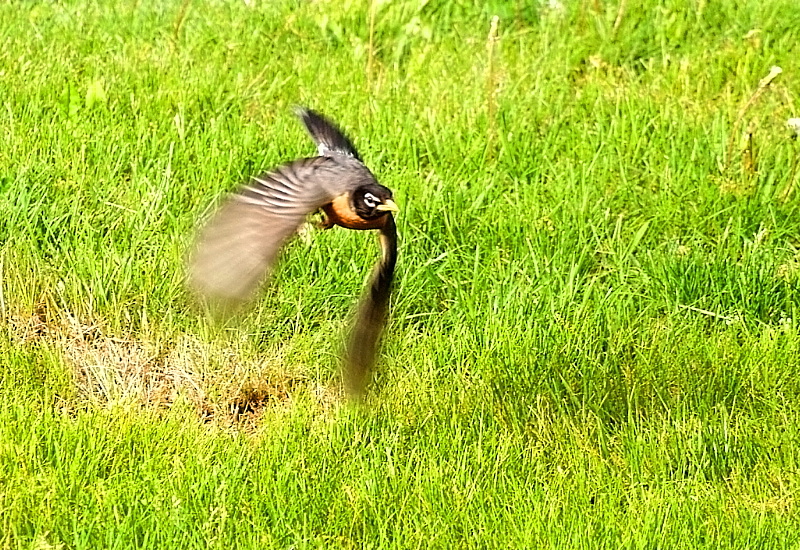 In Flight2