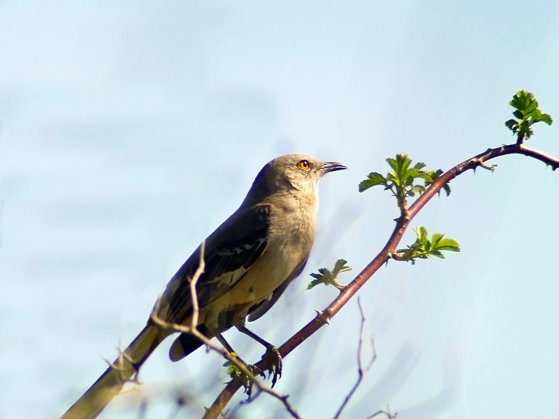 Mocking Bird1