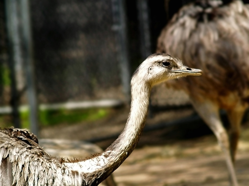 Ostrich