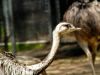 Ostrich