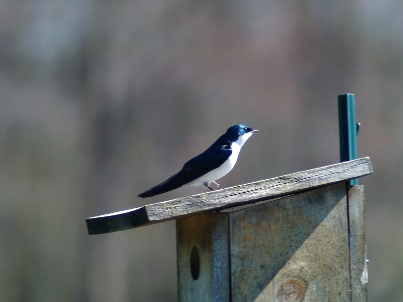 Tree Swallow1