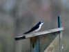 Tree Swallow1 by syed noman