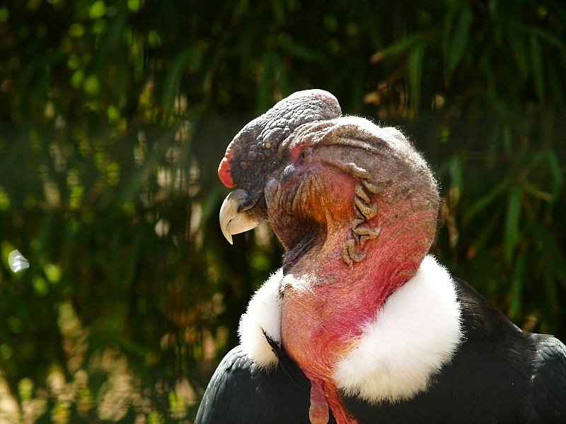 Vulture2