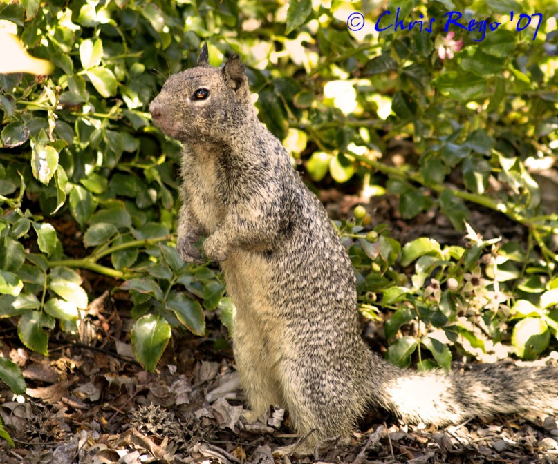 Squirrel #1
