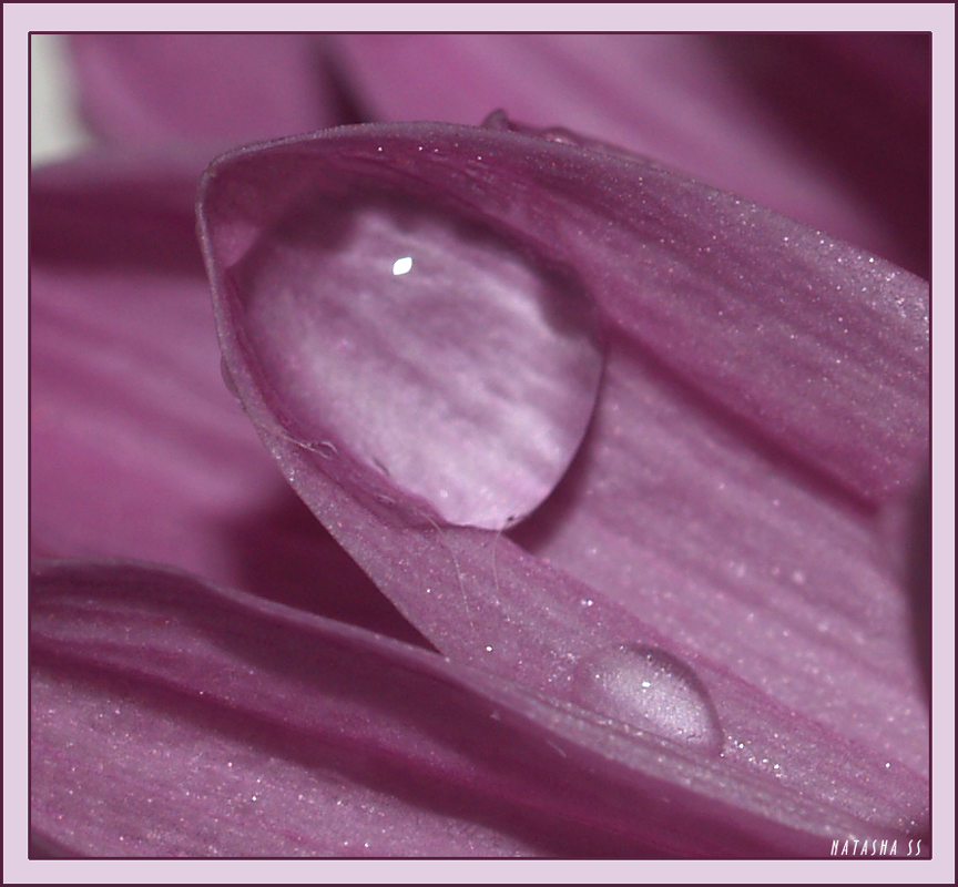 DROPS