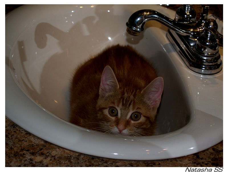 Orange cat