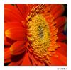 FLOWER by Natasha SS
