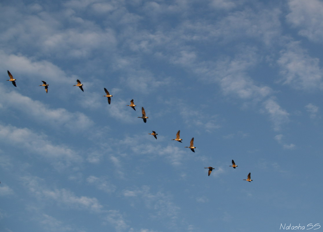 Flock of ducks