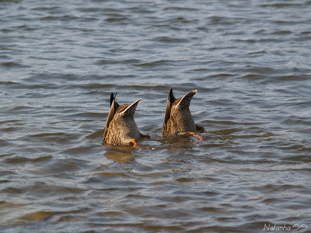Synchronised swimming
