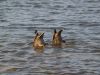 Synchronised swimming by Natasha SS