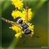 WASP by Natasha SS