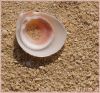 SHELL&SAND by Natasha SS