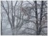 The Snow