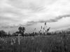 wind