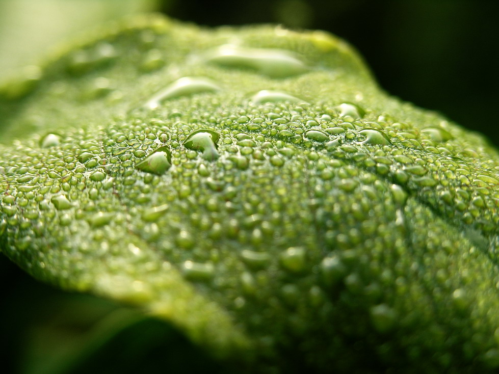 pure water