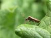 king of the green world by calin crestin