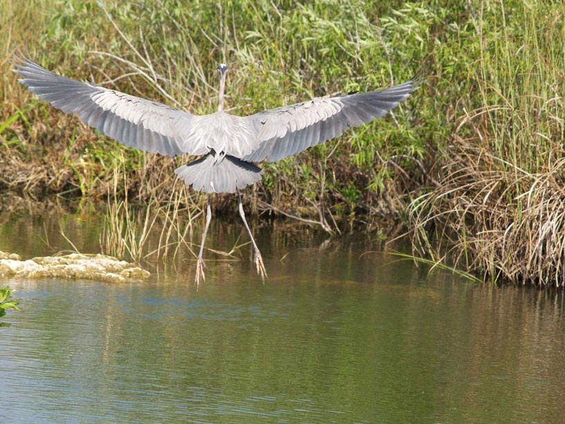 Spreading its wings