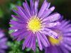 a flower