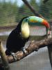 TOUCAN