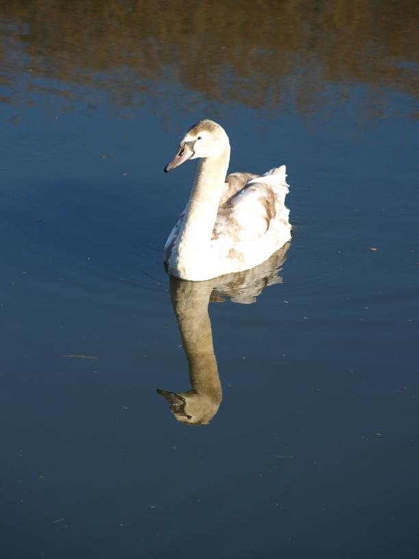 swan 2