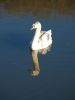 swan 2
