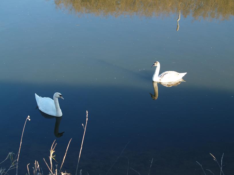 swans