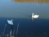 swans by kirsty bushell