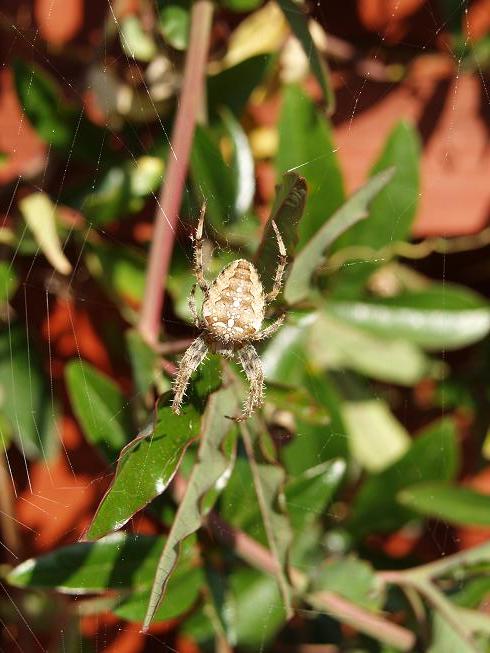 a spider