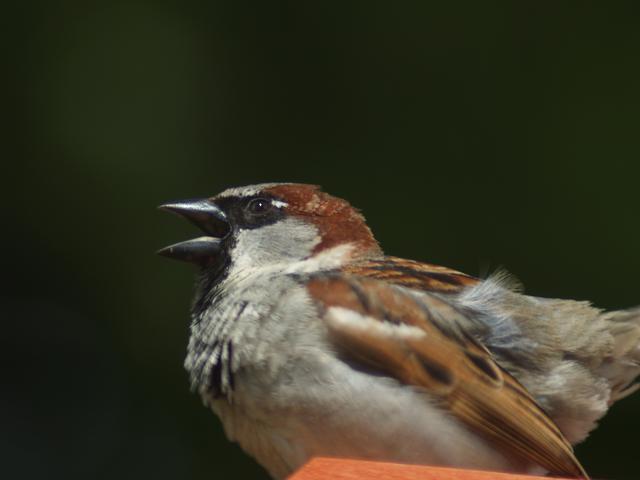 Sparrow