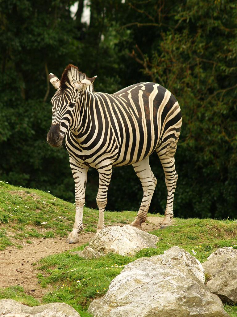Zebra