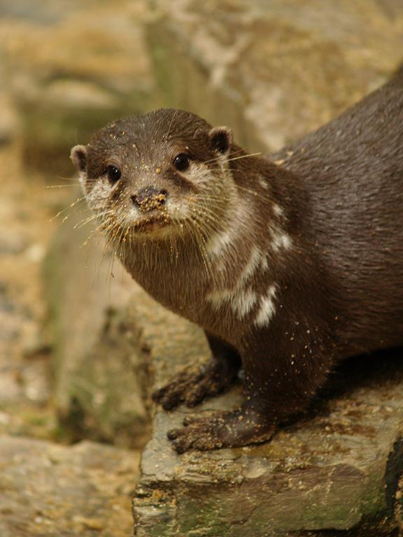 Otter