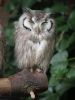 little owl