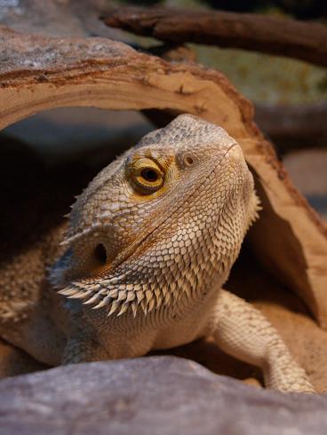 bearded dragon