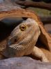 bearded dragon by kirsty bushell