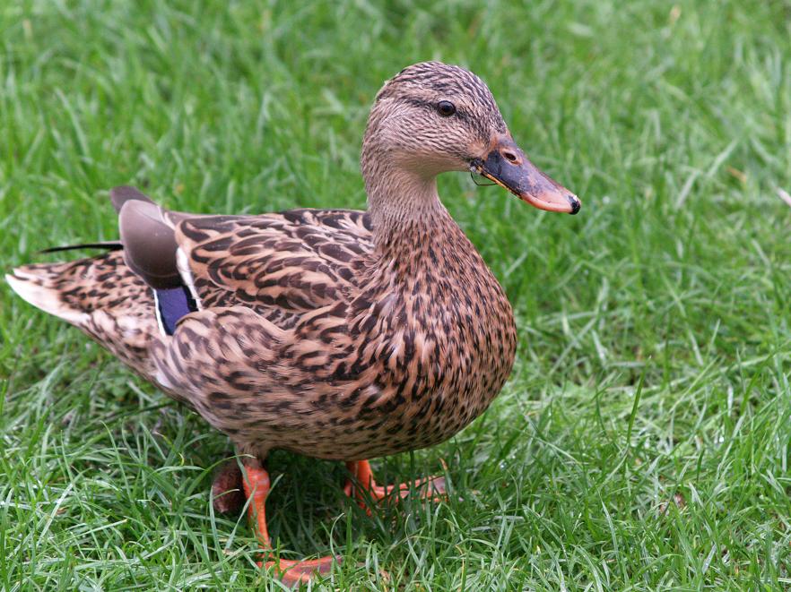 Quackers