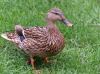 Quackers
