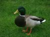 Quack Quack