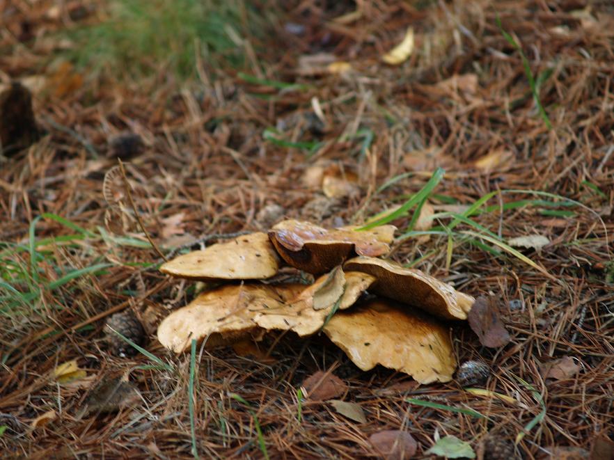 fungus
