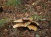 fungus