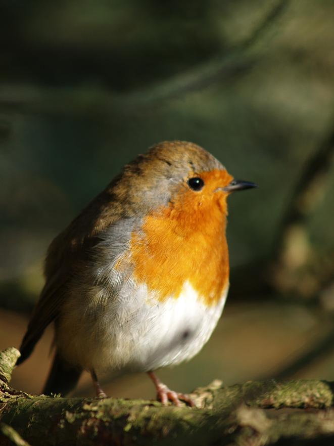 robin